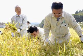 Environment minister harvests rice with Fukushima town mayor