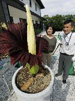One of world's largest flowers blooms in Kyoto
