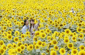 Sunflower fields in Japan