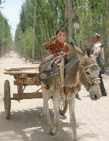 Donkey still main transportation in rural China