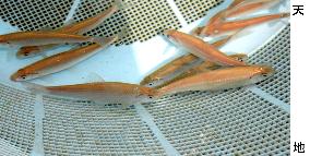 Fish farm raises golden willow gudgeons