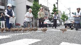 Dabbling ducks move from pond to river in Kyoto