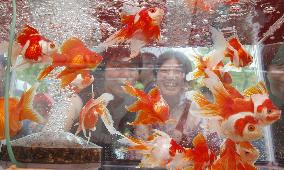 Goldfish festival in Tokyo attracts visitors