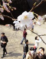 Cherry blossoms come out in Tokyo, Nagasaki