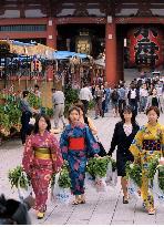 Annual 'hozuki' plant fair opens in Tokyo's Asakusa