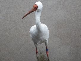Lost cranes find sanctuary in Taiwan, Japan