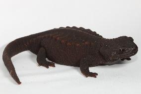 Rare Japanese newts homeward bound after being smuggled abroad