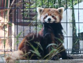 Red panda "Meita" confirmed as female