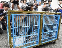 Wild serow caught in urban area in central Japan city