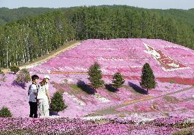 Moss pink flowers at Hokkaido park