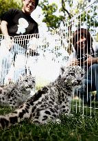 Twin snow leopard cubs meet the press