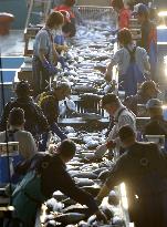 People busy sorting bonito at Kesennuma port