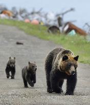 Co-existing with bears at Japan World Heritage site Shiretoko