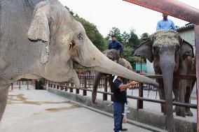 Old pregnant Asian elephant stretches nose at Japanese zoo