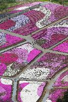 Fields of moss pink in bloom