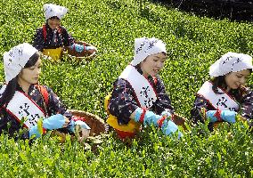 Tea-leaf picking begins in Japan