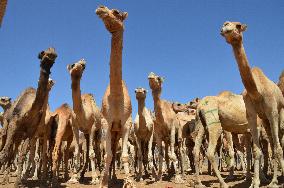 Life in Somaliland