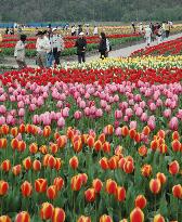 Tulips in full bloom in Hokkaido