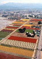 Tulips in full bloom