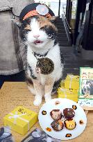 Stationmaster cat 'promotes' chocolates for St. Valentine's Day