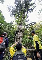 Visitors take photos of Japan's oldest tree on Yakushima island
