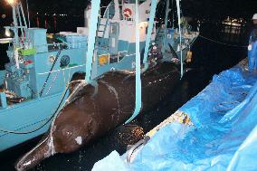 Baird's beaked whale lands for 1st time this year in Hakodate