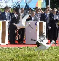 Oriental storks released into wild in South Korea