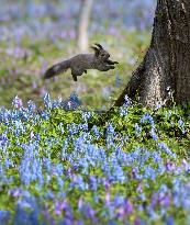 Hokkaido Squirrel in field in spring bloom