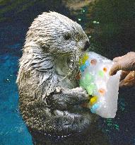 Birthday cake for sea otter at Osaka aquarium