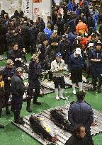 Tuna auction in Tokyo