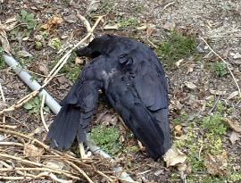 2 crows test positive for bird flu in Osaka