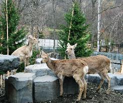 Asahiyama Zoo previews new yezo deer section