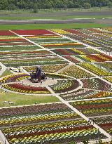 Tulips in full bloom in Hokkaido