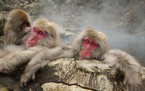 (2)Monkeys in hot spring