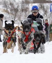 Annual dogsled race on northern tip of Japanese archipelago