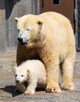 Polar bear and cub at Sapporo zoo