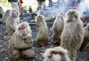 Monkeys warm themselves by bonfire at Japan Monkey Center