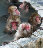 Monkeys take bath at open-air spa