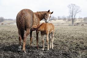 Newborn thoroughbred horse in northern Japan ranch