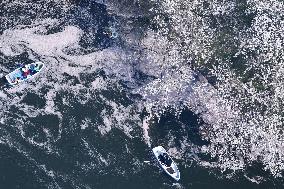 Cherry blossoms in Tokyo