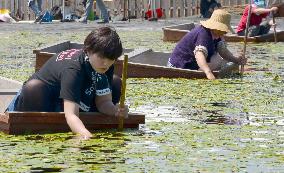 Competitors collect water shields in Akita town