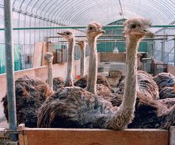 (3) Ostrich meat gaining popularity