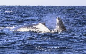 Whales in southwestern Japan