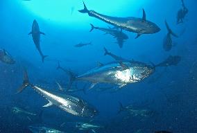 Bluefin tuna stock ravaged by overfishing by EU, Libya: WWF
