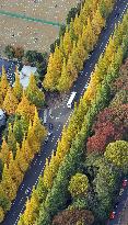 Ginkgo trees in autumn colors