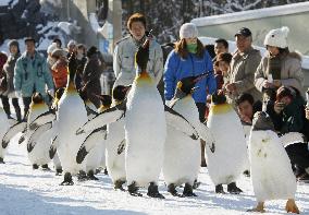 Roly-poly penguins on fitness walk at Japan zoo