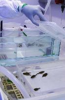 Japanese flatfish used in research at IAEA's Monaco lab