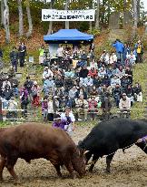 'Tsunotuki' bullfighting in Niigata Prefecture