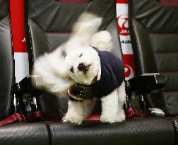 Dogs allowed to fly in cabin with their owners in JAL tour