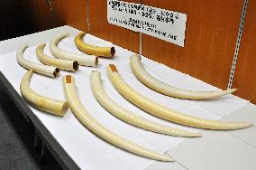Illegal trading of elephant tusks in Japan